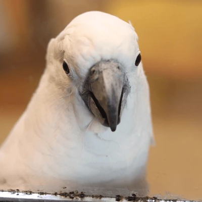 cockatoo.jpg